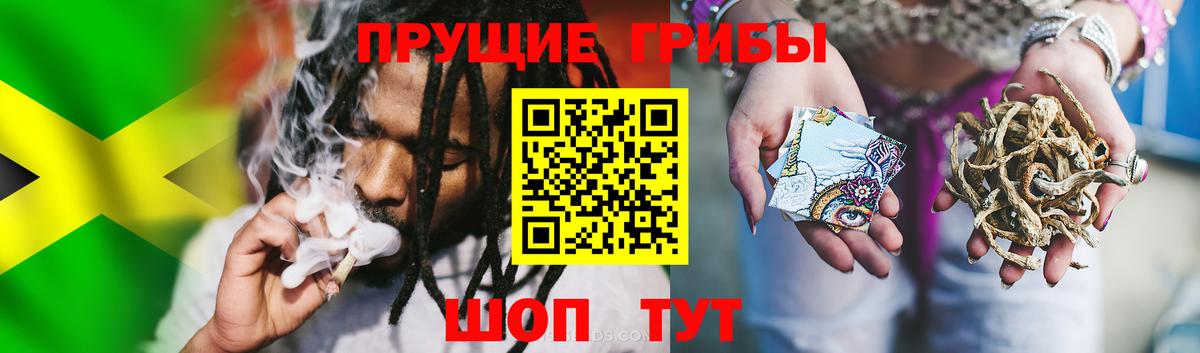 Галлюциногенные грибы Psilocybine cubensis Псков